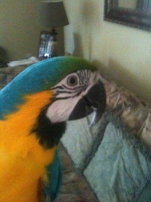 NWR: Show off your fur baby!