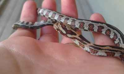 NWR: Show off your fur baby!