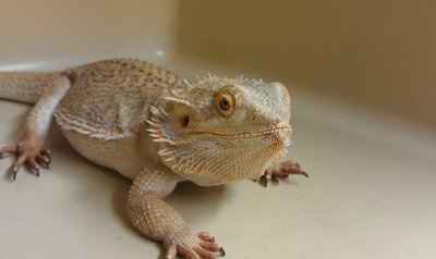 NWR: Show off your fur baby!