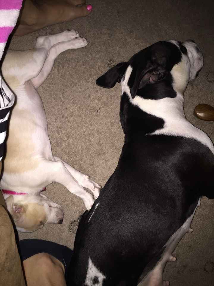 It is national dog day!