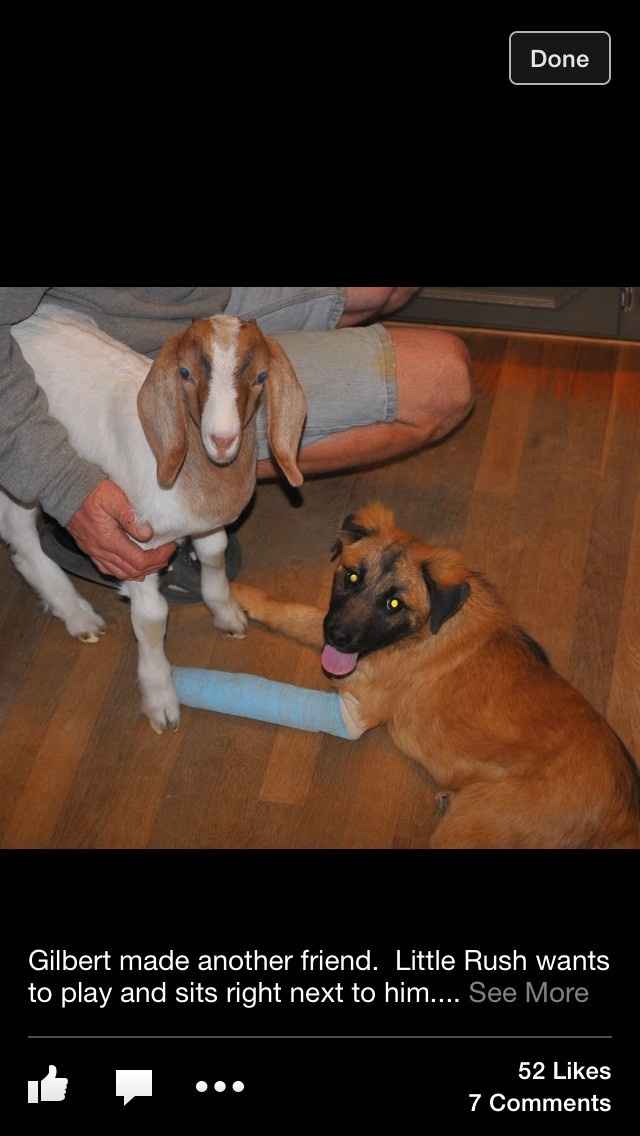 MY GOATS ARE IN!
