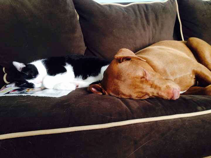 NWR Happy Fursday! Show me your fur babies!