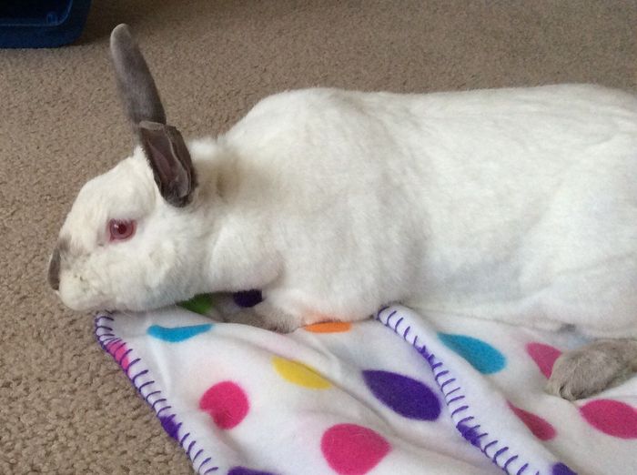 Positive thoughts and pictures of fluffy pets please