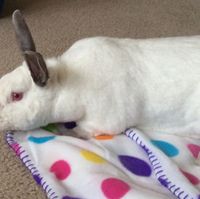 Positive thoughts and pictures of fluffy pets please