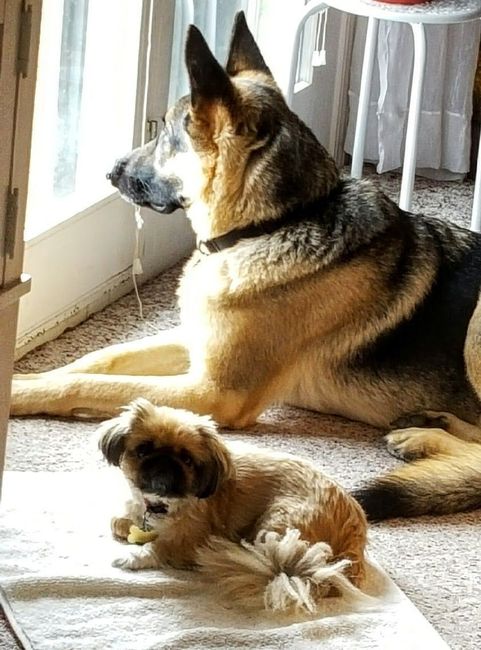 Dog in wedding/photos