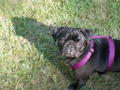 Furbabies!!! Lets show them off!