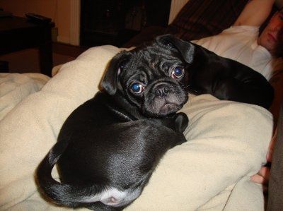 Furbabies!!! Lets show them off!