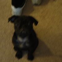 Furbabies!!! Lets show them off!