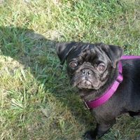 Furbabies!!! Lets show them off!