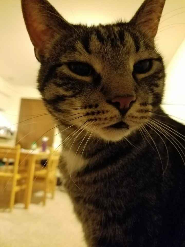 NWR: Show me your fur babies