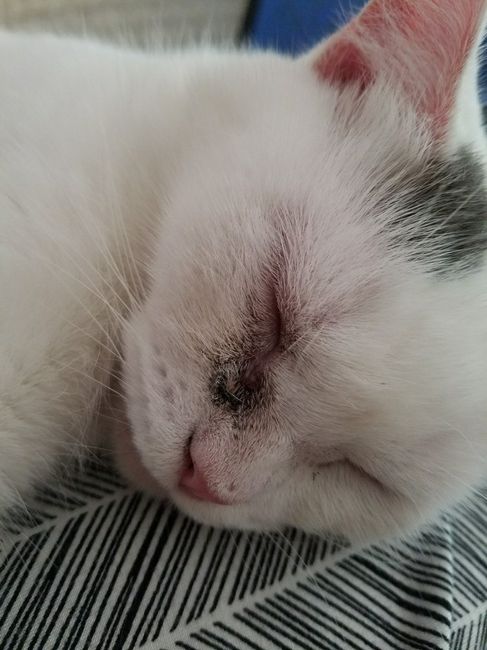 NWR: Show me your fur babies