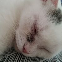 NWR: Show me your fur babies