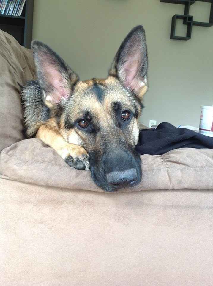 NWR Show me your furbabies