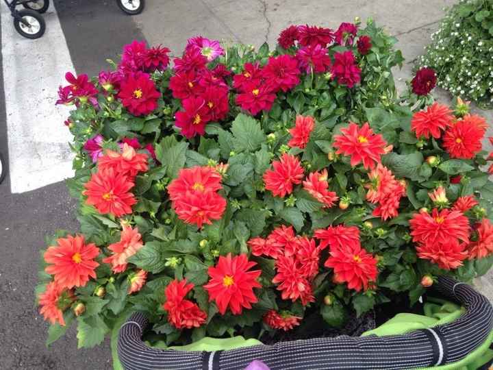 NWR: Any gardening brides out there? (breaking up the spam)