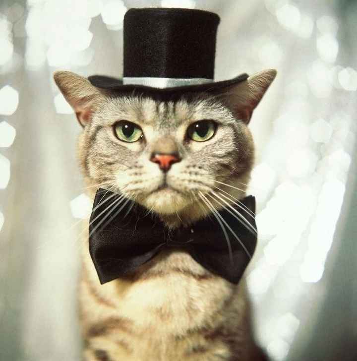 NWR: Cats in Hats