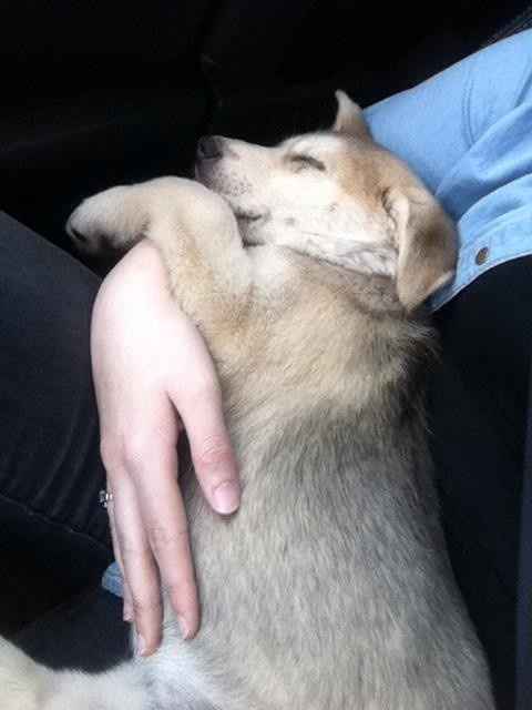 NWR: Lets talk pets.