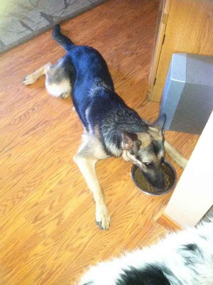 NWR: Lets talk pets.