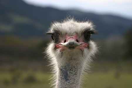 Wedding in the backyard