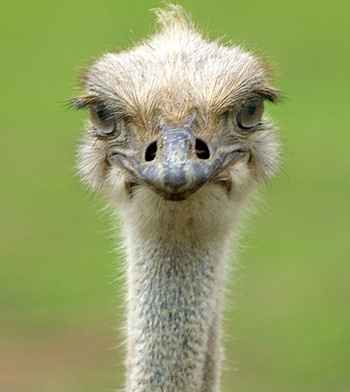 NWR- WTF Wednesday! A Discussion and Meme Thread