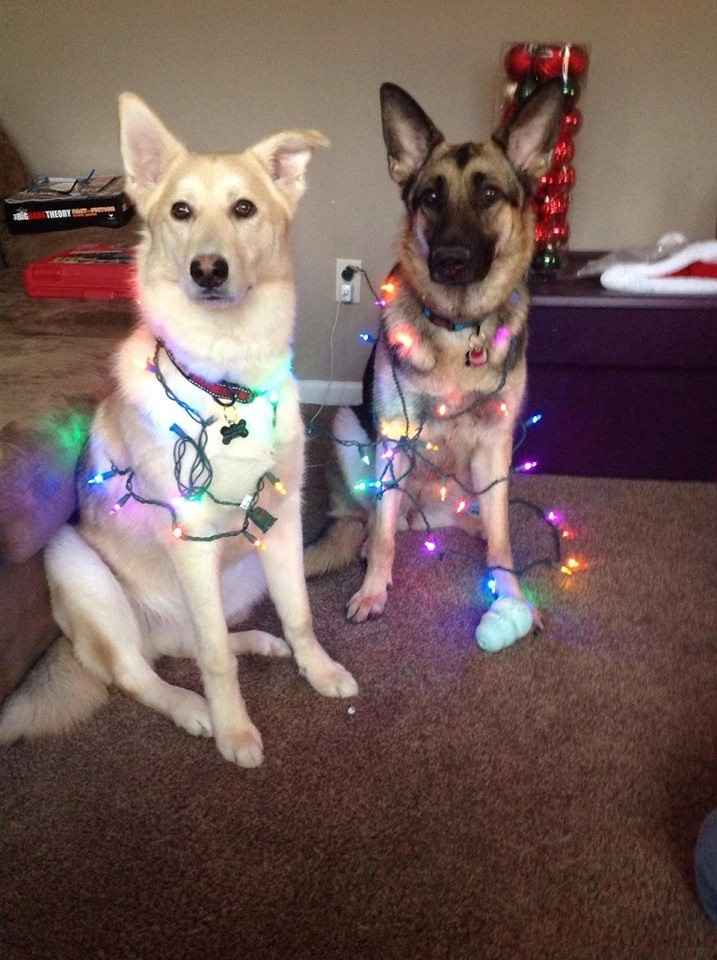 Photographer. Bowel Movements. Christmas. Pictures.