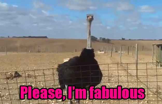 NWR: Ostriches