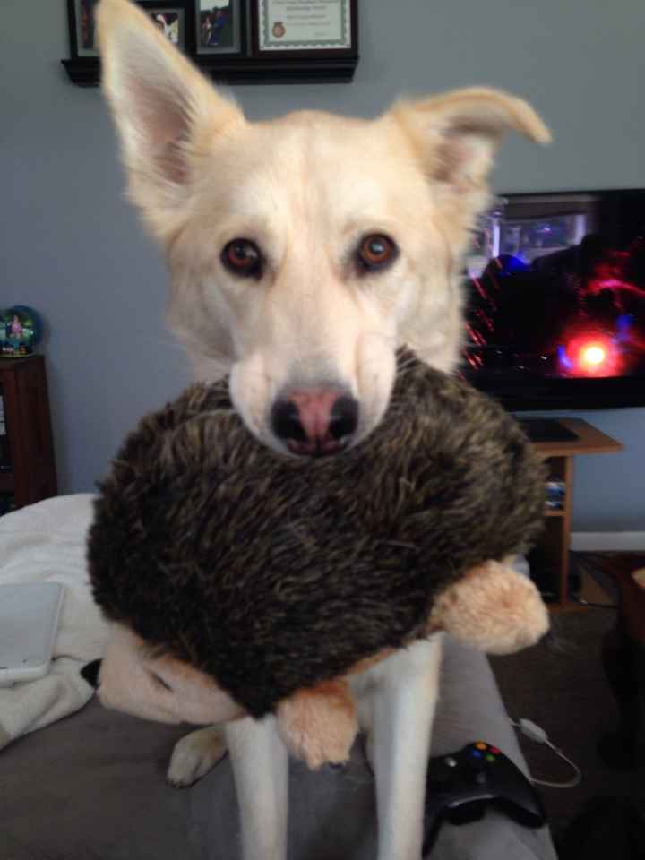 NWR: Fur-baby Fursday!