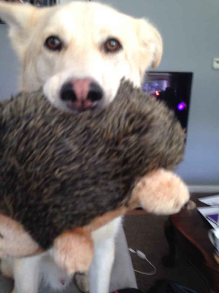 NWR: Fur-baby Fursday!