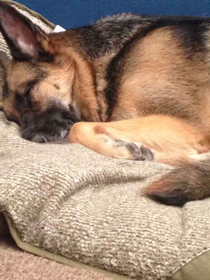 NWR: Fur-baby Fursday!