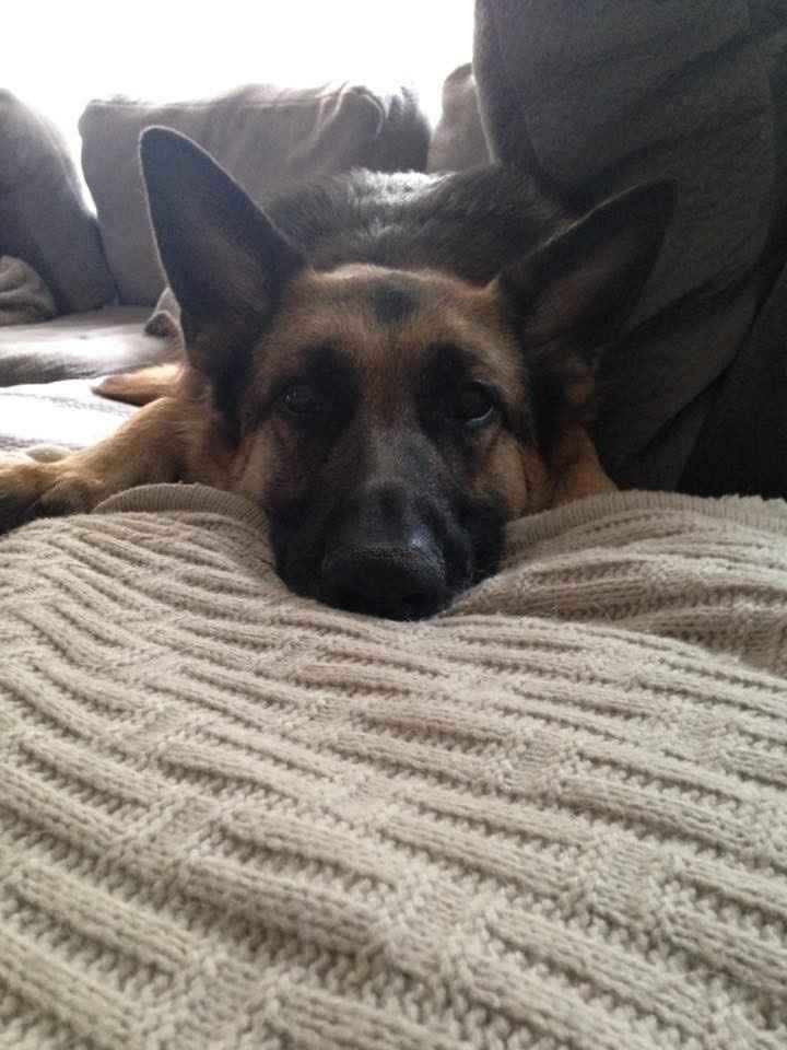 NWR: Lets talk pets.