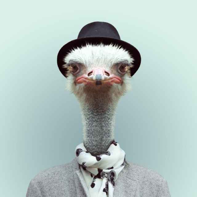 This post contains an ostrich