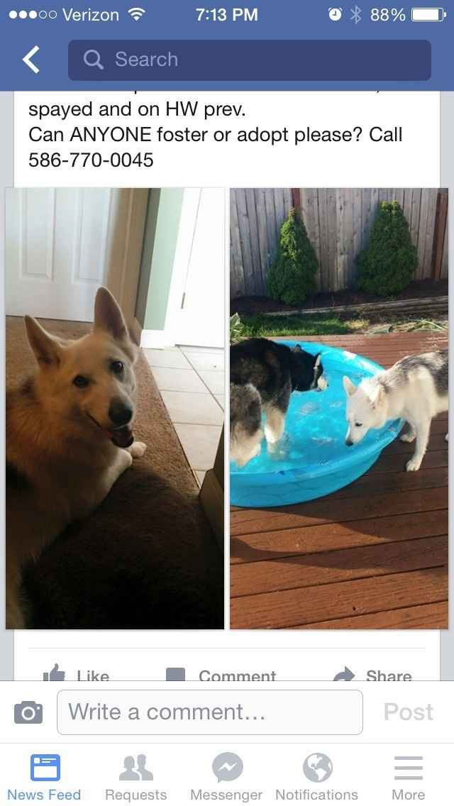 Pet related.. MI BRIDES PLEASE HELP