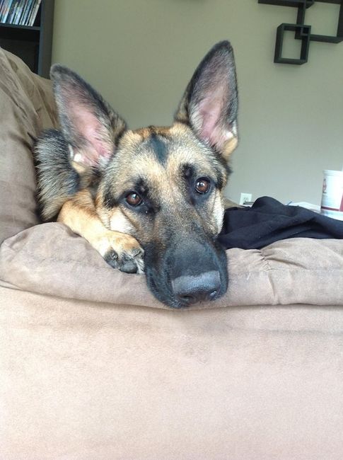 NWR Show me your furbabies
