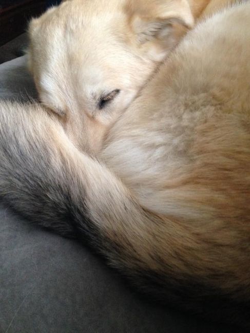 NWR: Lets talk pets.