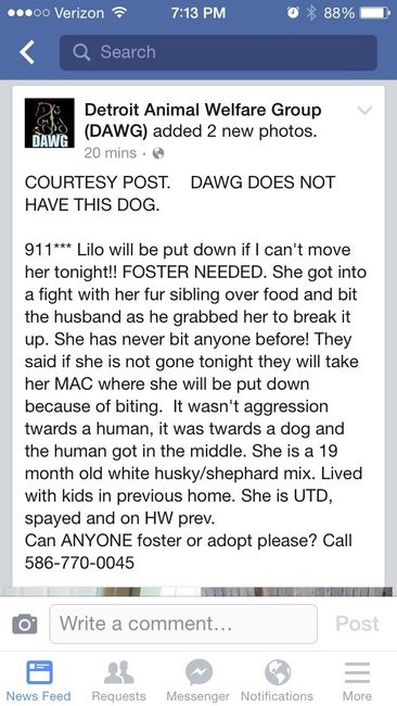 Pet related.. MI BRIDES PLEASE HELP