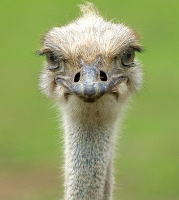 NWR- WTF Wednesday! A Discussion and Meme Thread