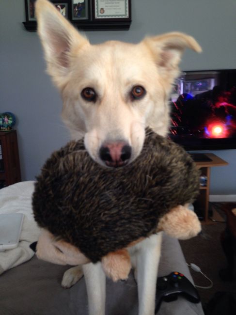 NWR: Fur-baby Fursday!