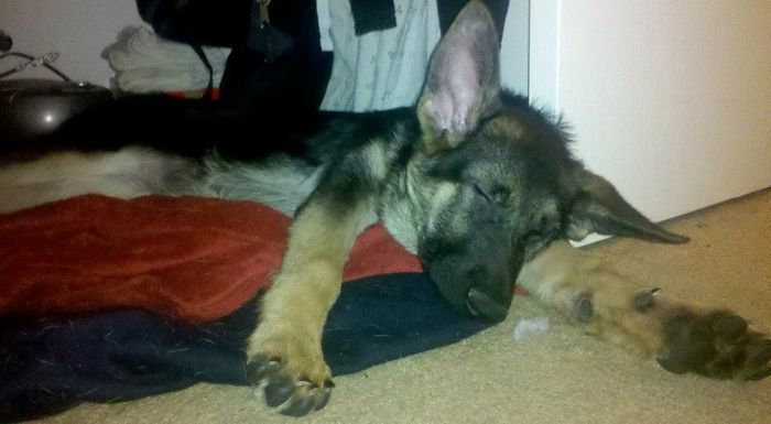 NWR: Lets talk pets.