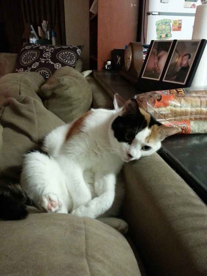 NWR:  Feline Friday :)