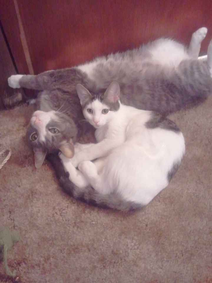 NWR:  Feline Friday :)