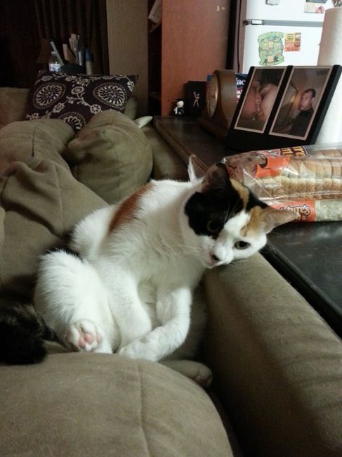 NWR:  Feline Friday :)