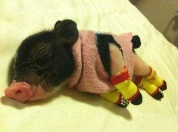 Friday Animal Humor