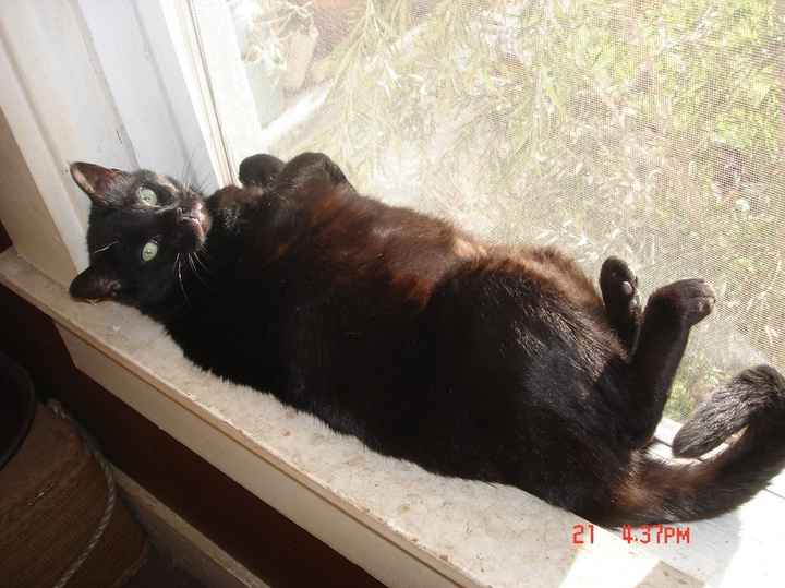Its Friday - time for Furbabies...