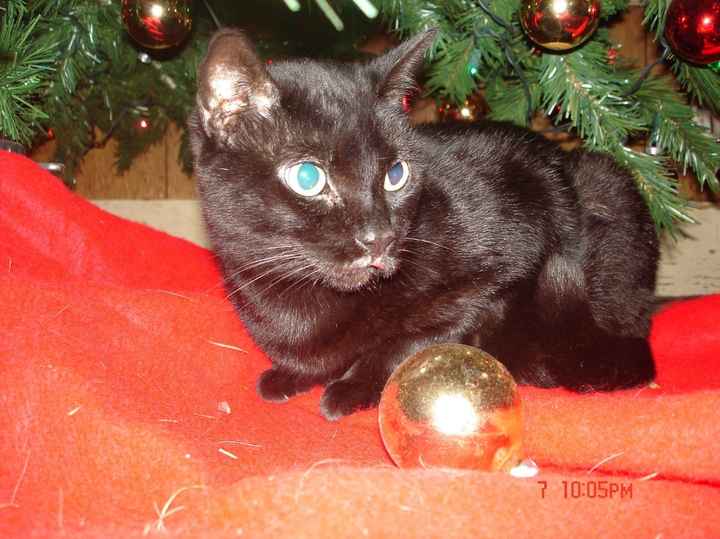 Its Friday - time for Furbabies...