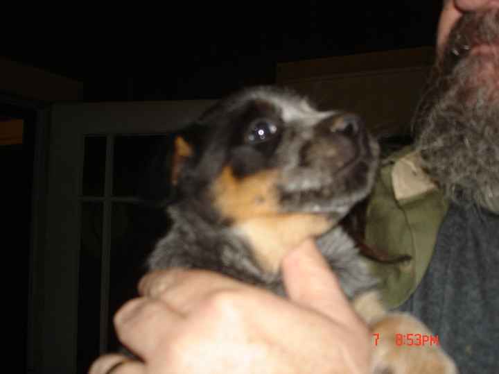 NWR - Meet Cora, my new furbaby