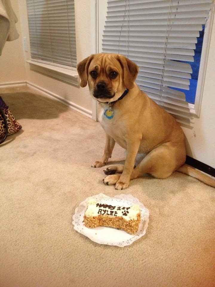 NWR: Pet Post