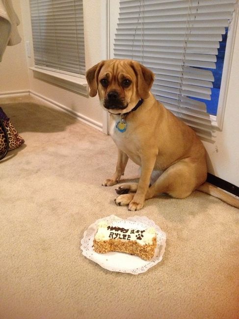 NWR: Pet Post