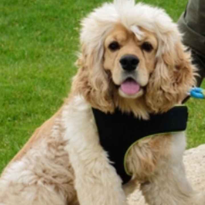 Show me your fur babies!