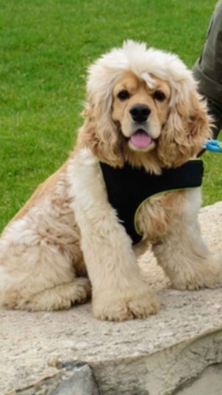 Let me see your puppies!!!