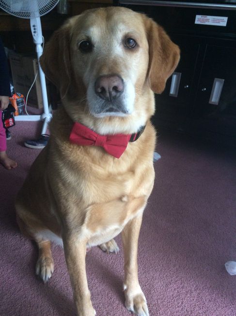 Dogs in the Bridal Party - 1
