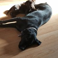 Show me your fur babies!